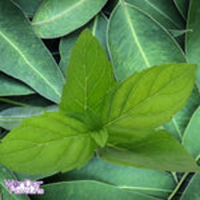 Hovedbilde Eucalyptus Mint (SC) - WF Series
